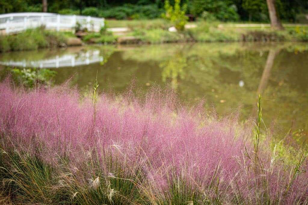 pink fluffy plants next to a small lake