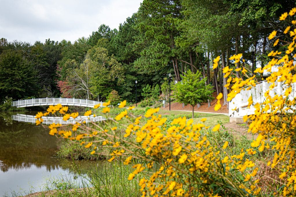 yellow flowers next to a small lake with a white pedestrian bridge, surrounded by green trees