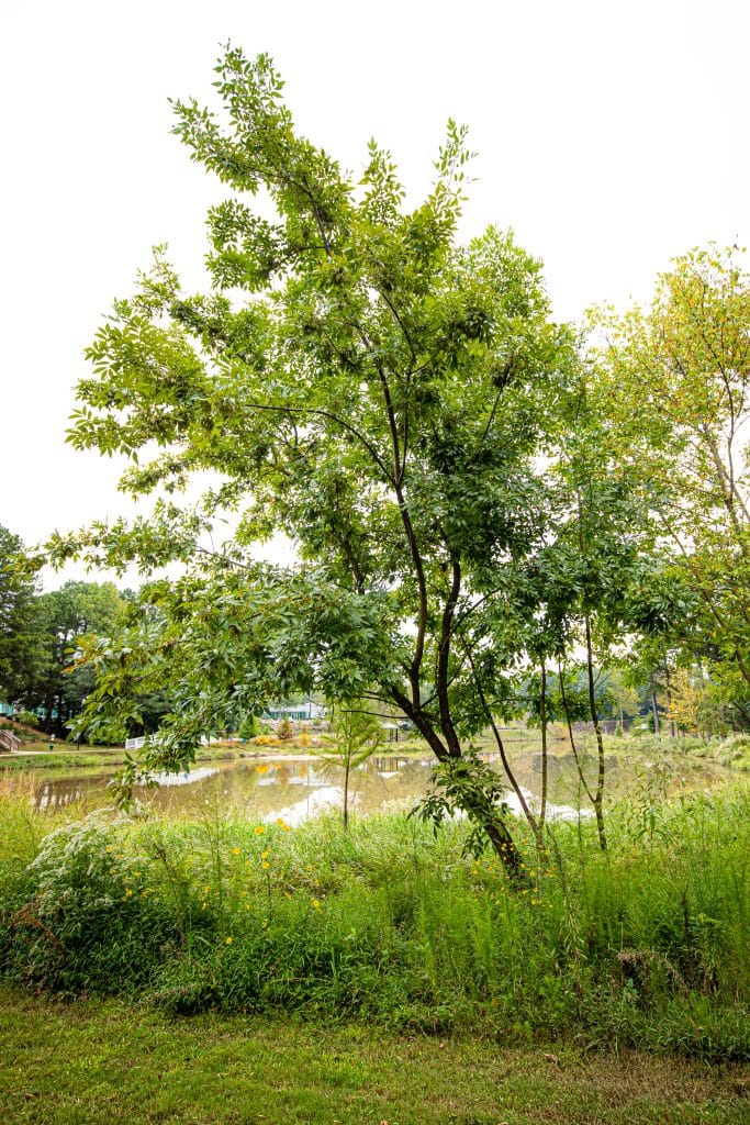 Trees, lake and grasses at a park