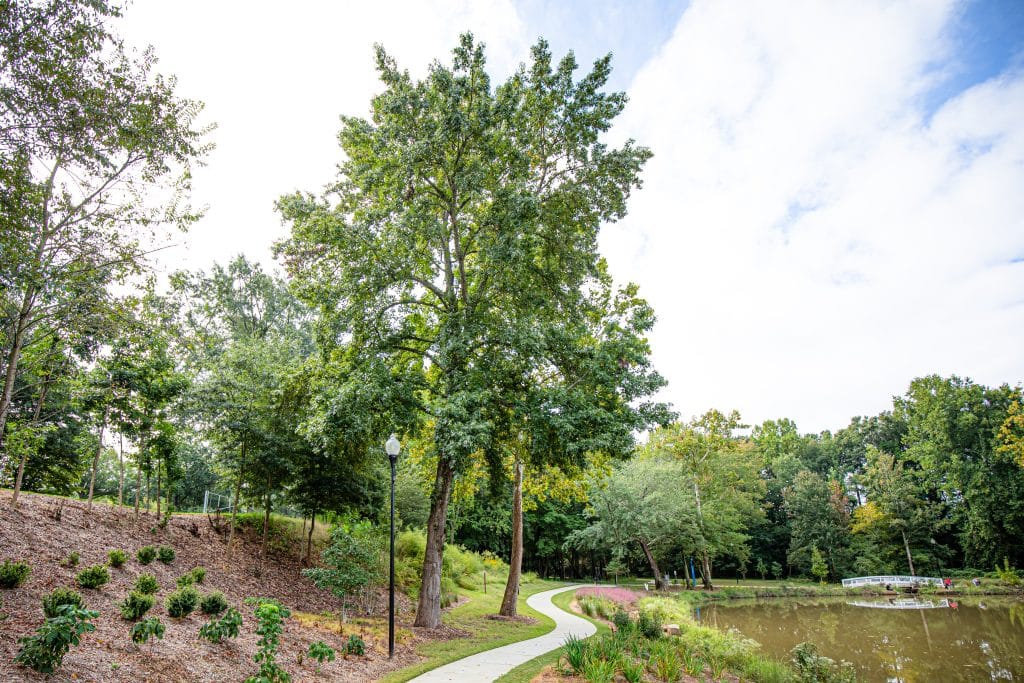 Sweetgum tree next to a path