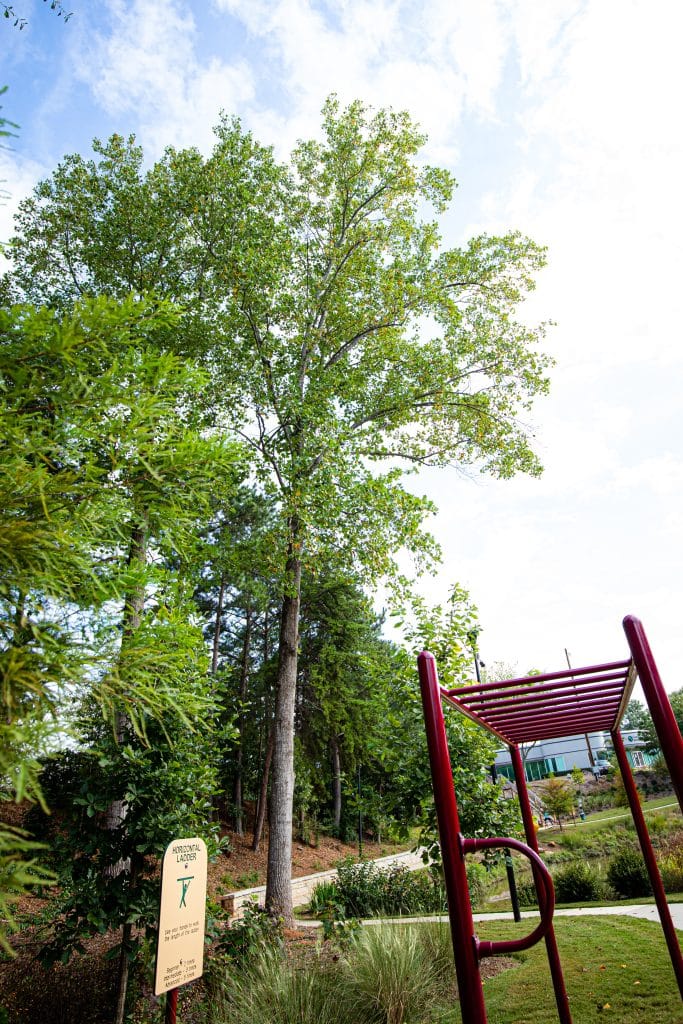 playground and trees