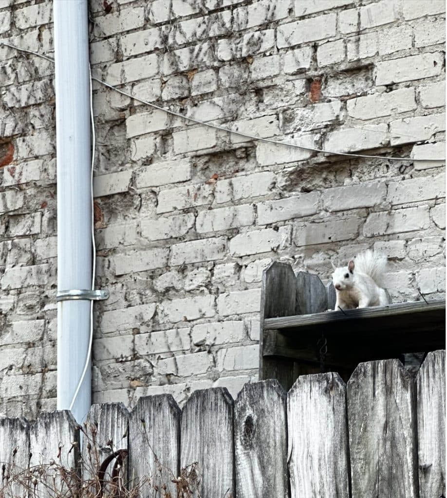 A white squirrel sits on a ledge, preparing to jump. There is a white and grey wooden fence in front of the squirrel and a white brick wall with white downspout on the building behind the squirrel. 