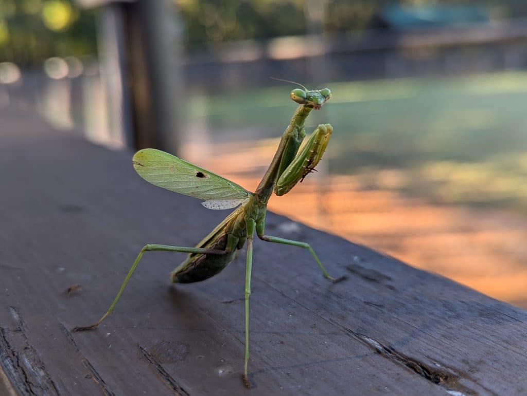 A closeup shot of a praying mantis on a picnic table