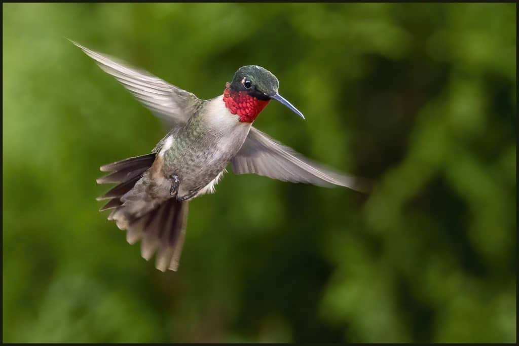 Grey and white bird with red neck in flight with outstretched wings. 