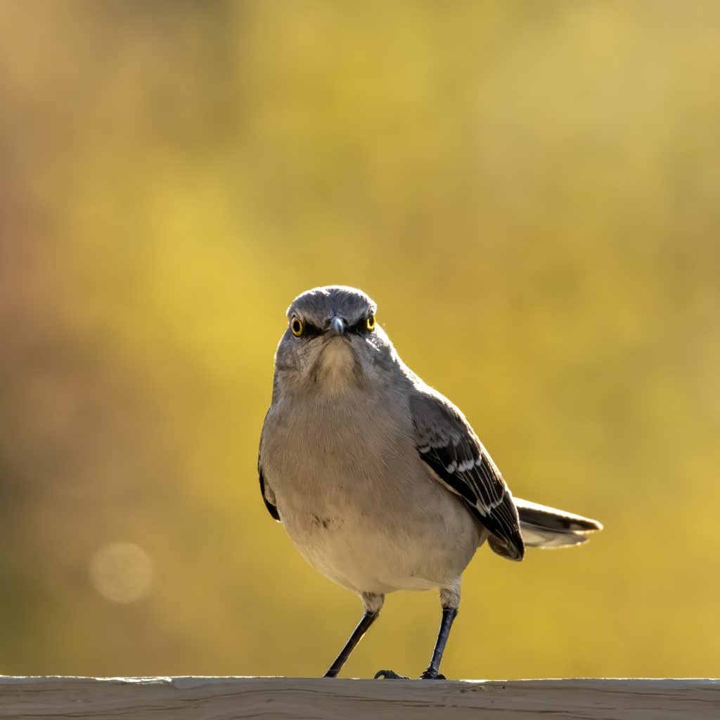 Small brown and white bird sitting on a porch railing against a fuzzy, yellow background.