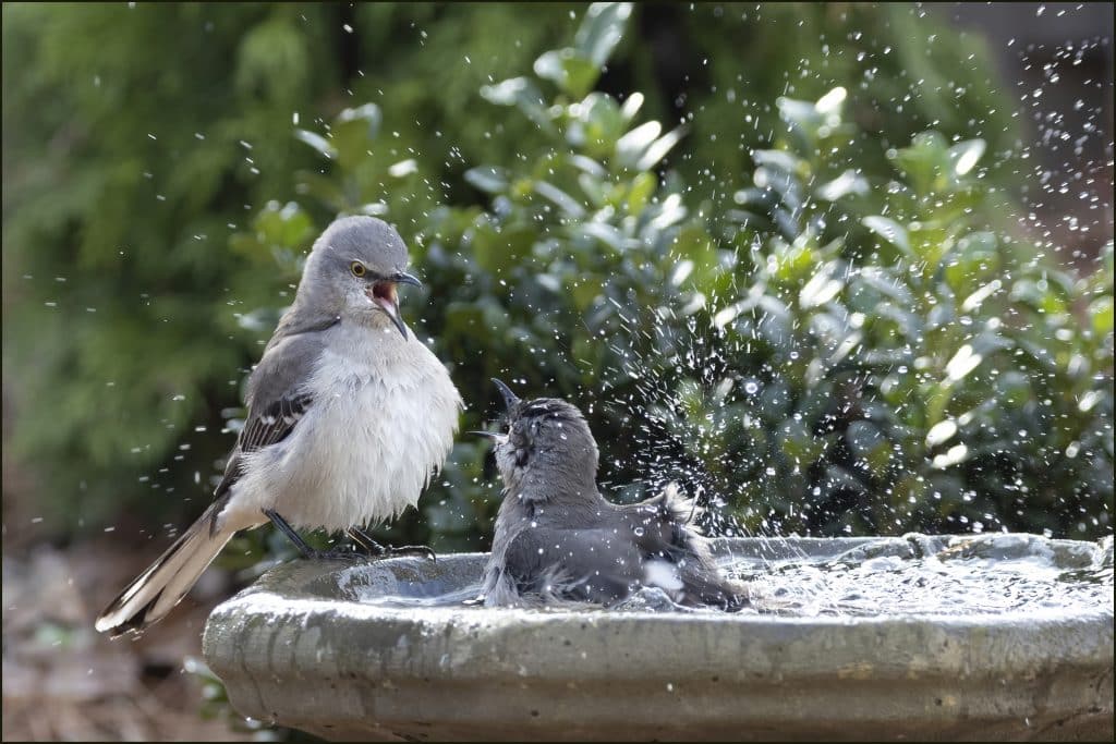 Close-up of two small grey and white birds splashing in a garden birdbath. There are green plants in the background.