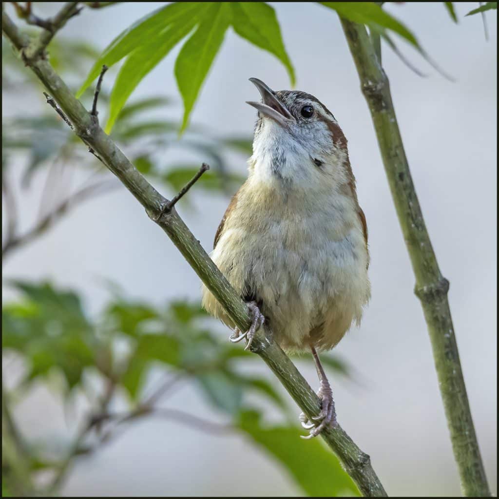 Small brown and white bird sitting on a thin branch with light green leaves around it and a muted light blue sky in the background.