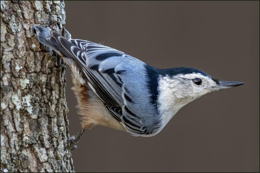 Small blue and white bird perched on the bark of a tree, looking as if he's about to fly away.