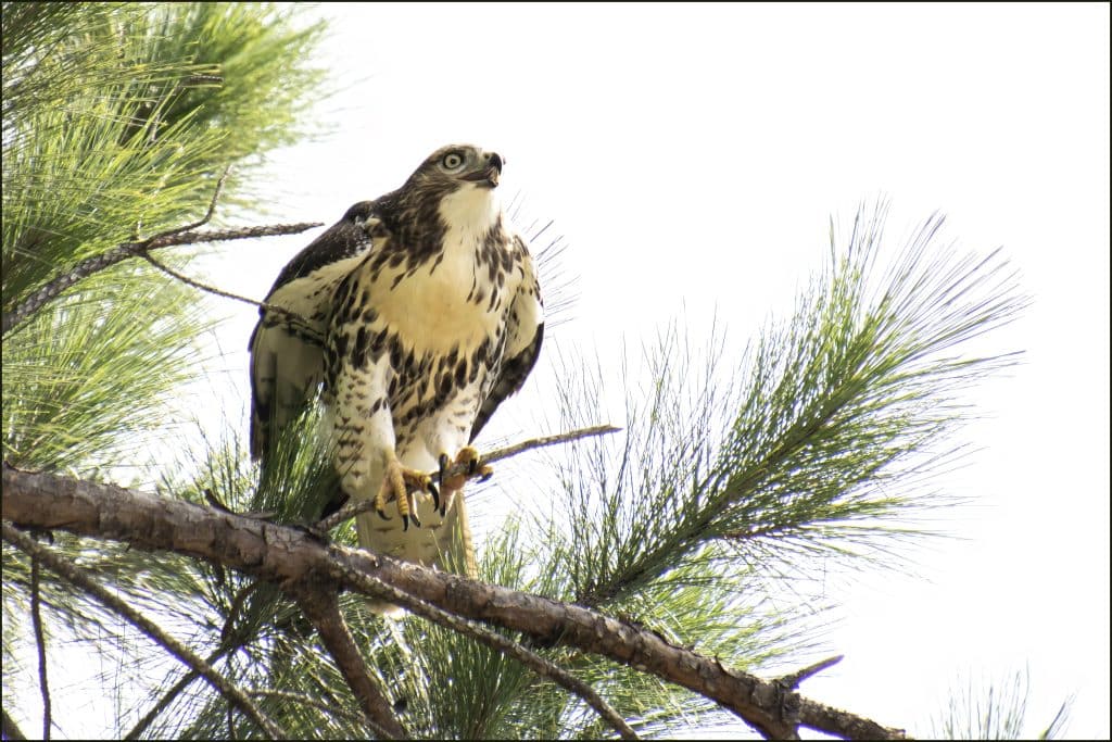 Brown and white Cooper's hawk sitting on a high branch in a pine tree