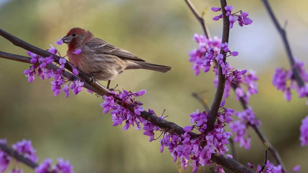 A small brown bird sitting on a thin branch with purple flowers