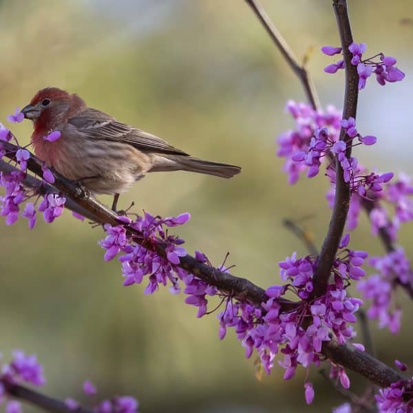 A small brown bird sitting on a thin branch with purple flowers