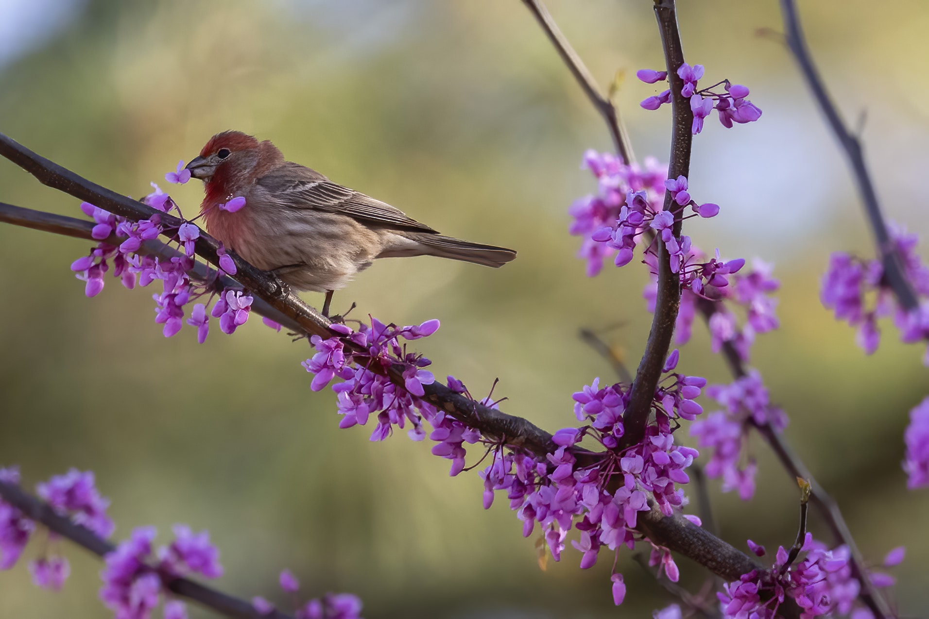 A small brown bird sitting on a thin branch with purple flowers