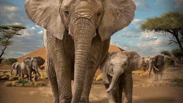 Poster for the Desert Elephants IMAX film, showing a large elephant with an elephant calf with desert landscape, scrubby trees and blue sky overhead