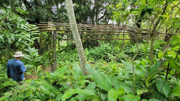 A man wearing a blue t-shirt and light-colored hat standing next to the start of a forest structure in the middle of a lush green tropical forest.