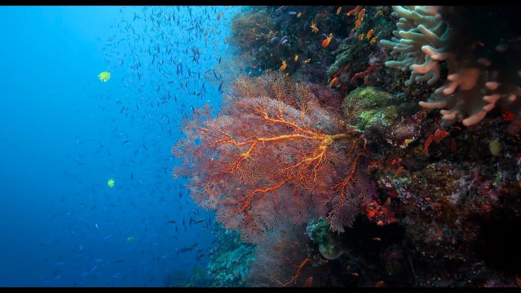 An underwater image of orange, green, blue and white coral, schools of small fish and clear blue water from the Coral Seas IMAX film.