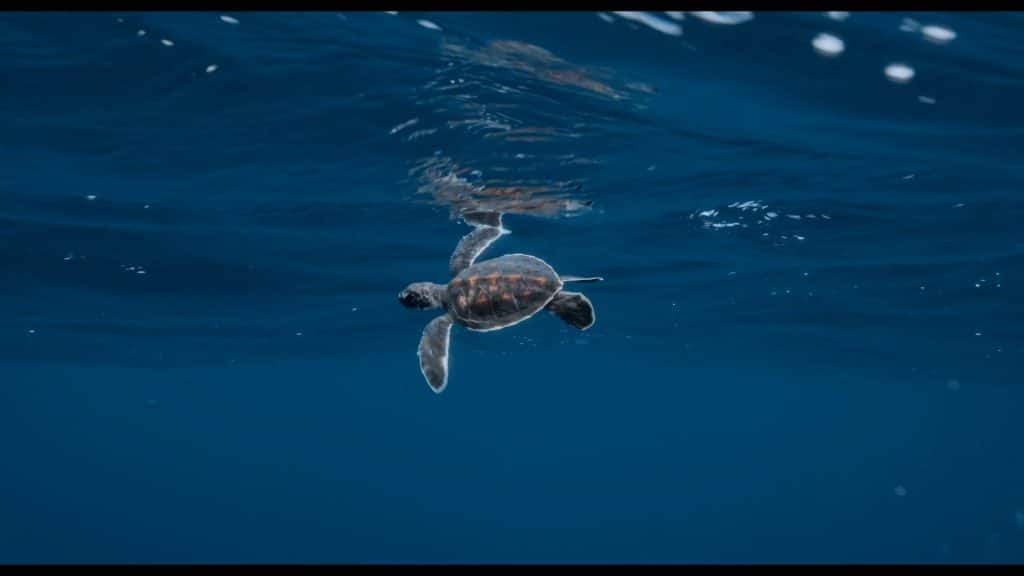 A young sea turtle swimming just below the surface of clear, dark blue water