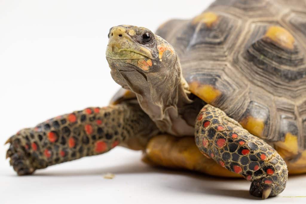 Up-close shot of a turtle with his head lifted up out of his shell and front legs out to each side.