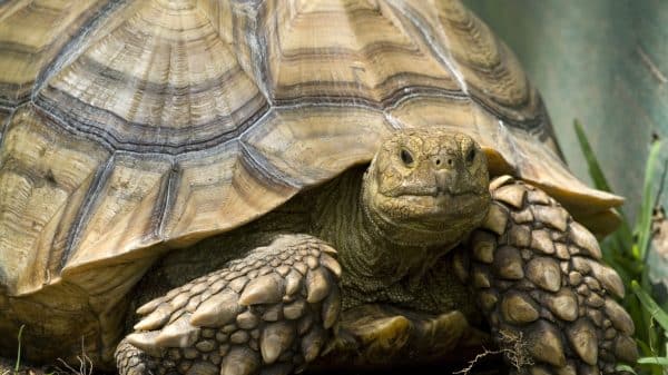 Up-close shot of an African Spurred Tortoise. His head and front legs are out of his shell and he's looking straight ahead.