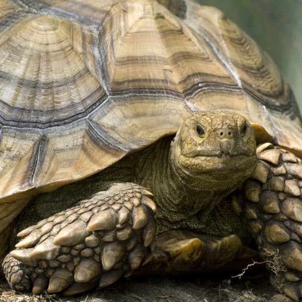 Up-close shot of an African Spurred Tortoise. His head and front legs are out of his shell and he's looking straight ahead.