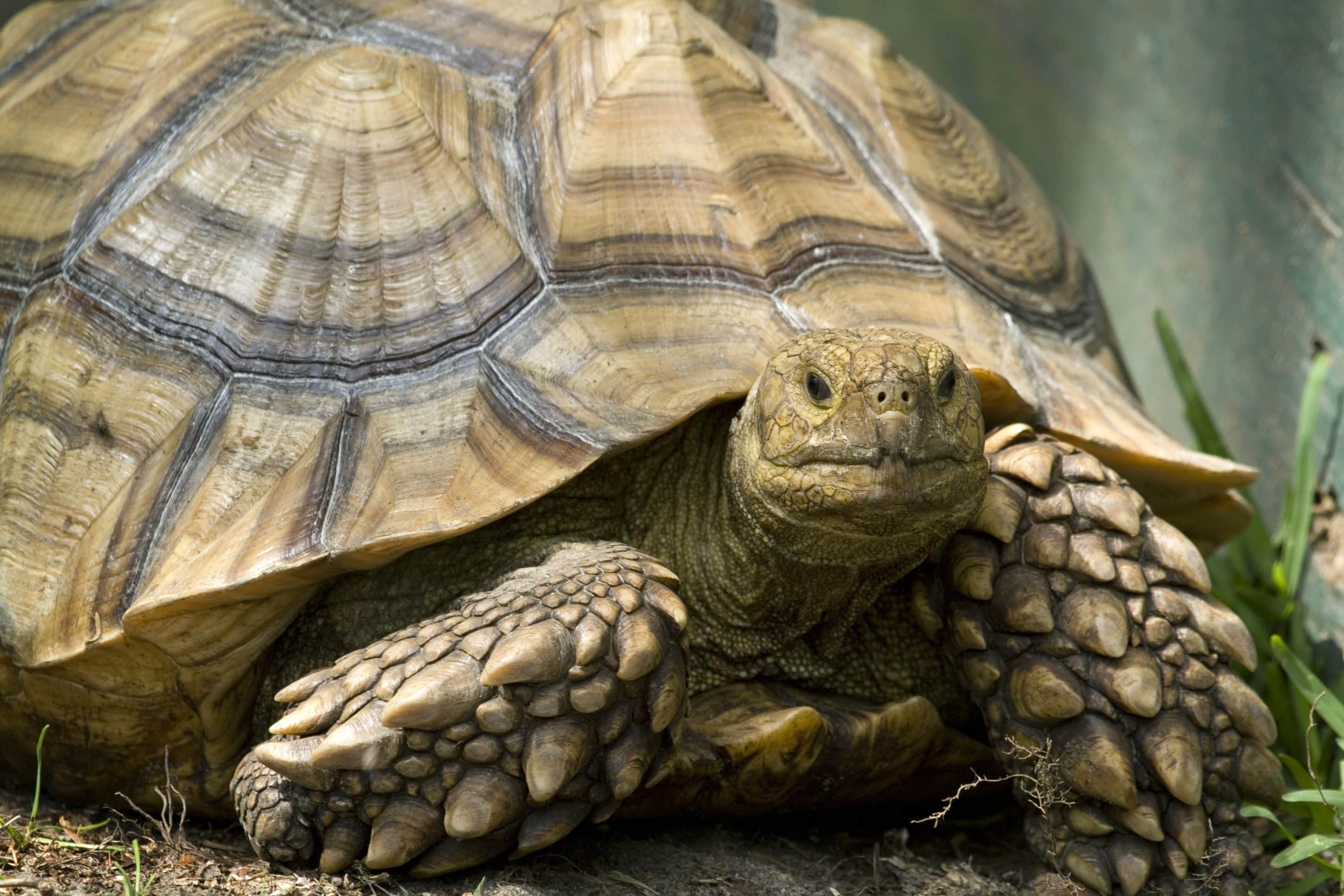 Up-close shot of an African Spurred Tortoise. His head and front legs are out of his shell and he's looking straight ahead.