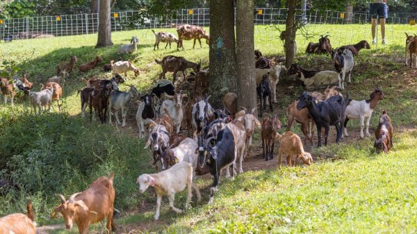 A herd of goats eating grass under shady trees in Lilburn City Park.